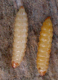 Small Hive Beetle